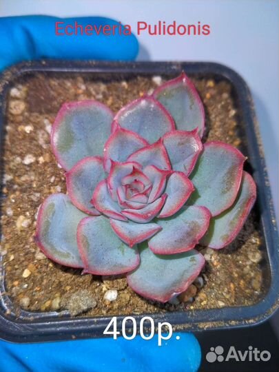 Суккуленты 4