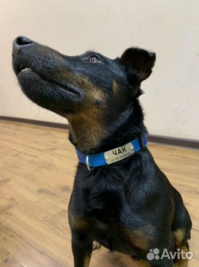 Бирка на ошейник для домашних животных