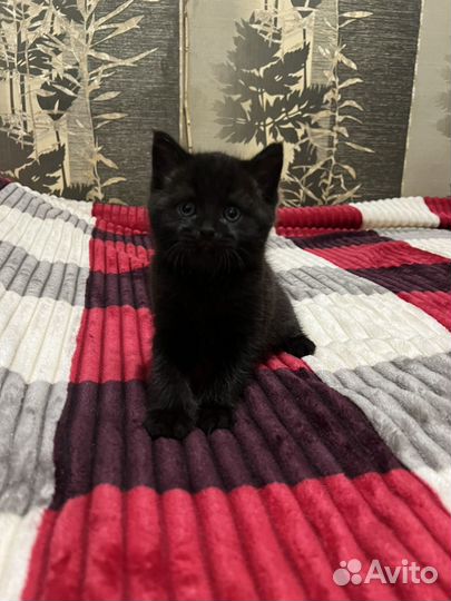 Британская