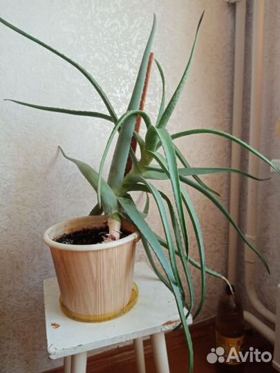 Алоэ лечебный