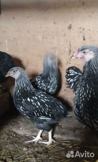 Петушки виандот