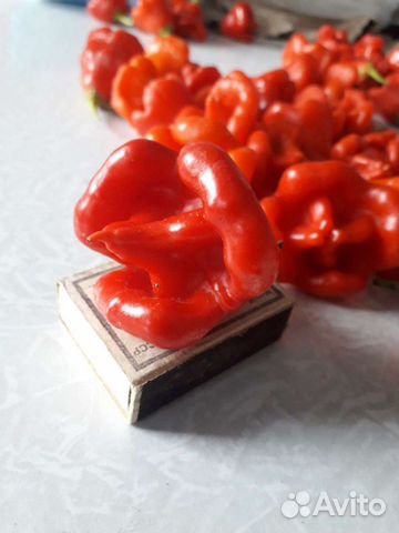 Острый перчик 