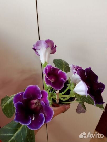 Домашний цветок