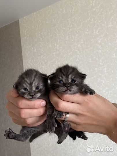Шотландские котята