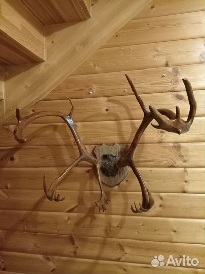 Рога оленя