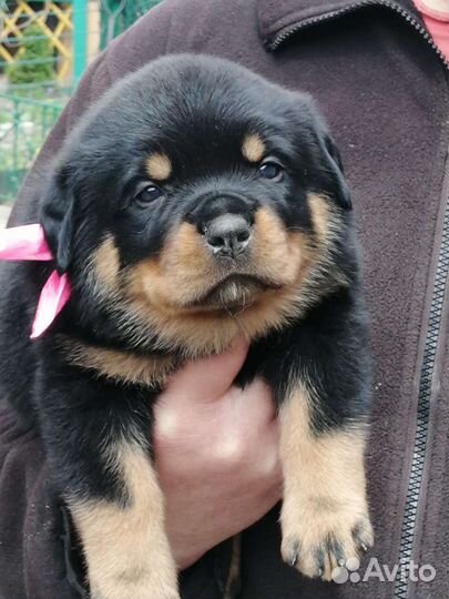 Щенки ротвейлера продажа