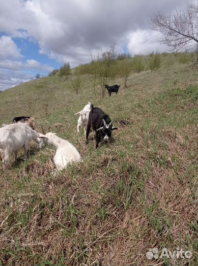 Продам козы дойные