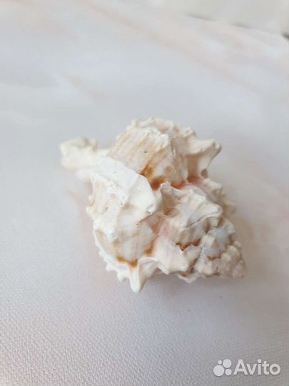 Ракушка декоративная
