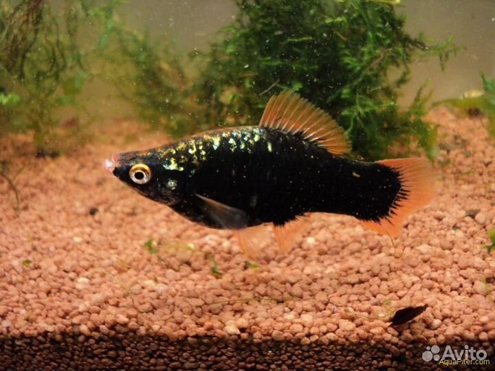 Меченосцы крупные