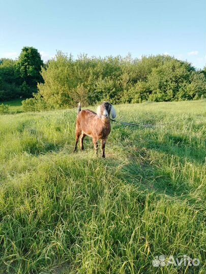 Коза нубийская