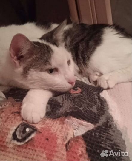 Самый нежный котик ищет дом