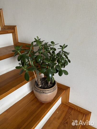 Крассула Толстянка Денежное дерево с горшком