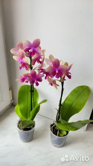 Орхидея фаленопсис ароматная Liodoro Лиодоро