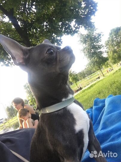 Вязка кобель чихуахуа