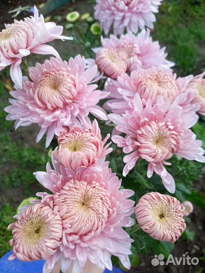 Хризантемы