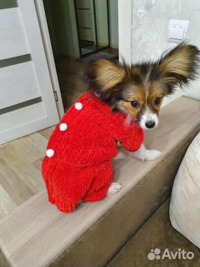 Одежда для собаки