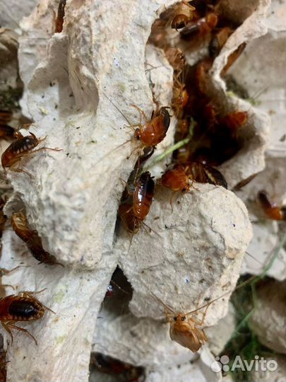 Кормовые насекомые