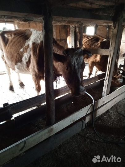 Корова высокоудойная