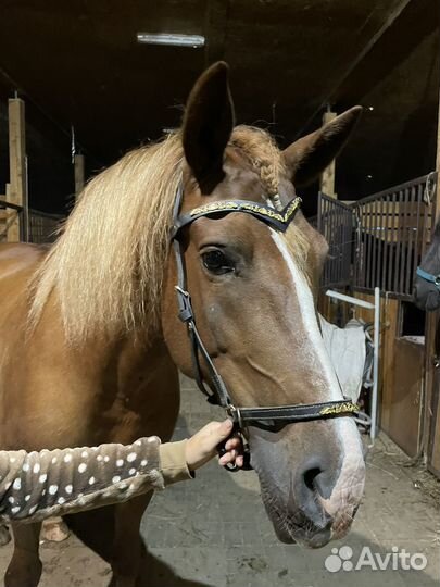 Сайдпул для лошади