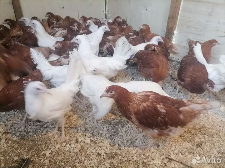 Куры молодки несушки