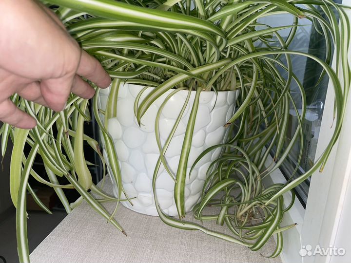 Хлорофитум