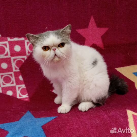 Дом для Фреи