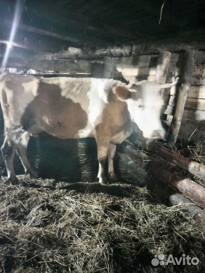 Продается корова