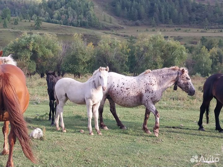 Продам жеребят