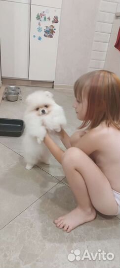 Померанский шпиц мини щенок