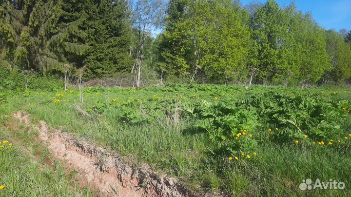 Покос травы триммером