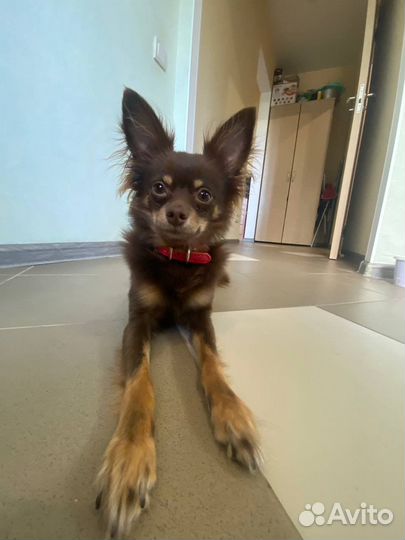 Вязка той-терьер