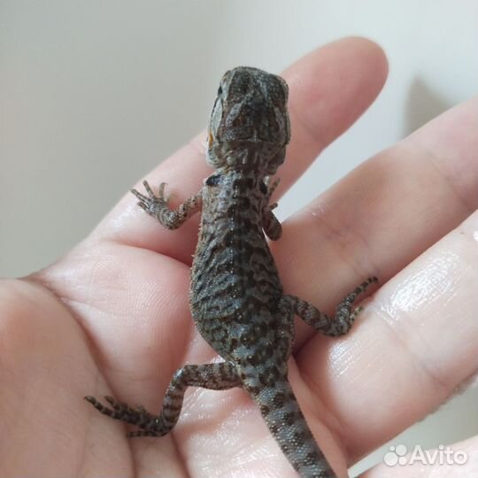 Бородатая агама