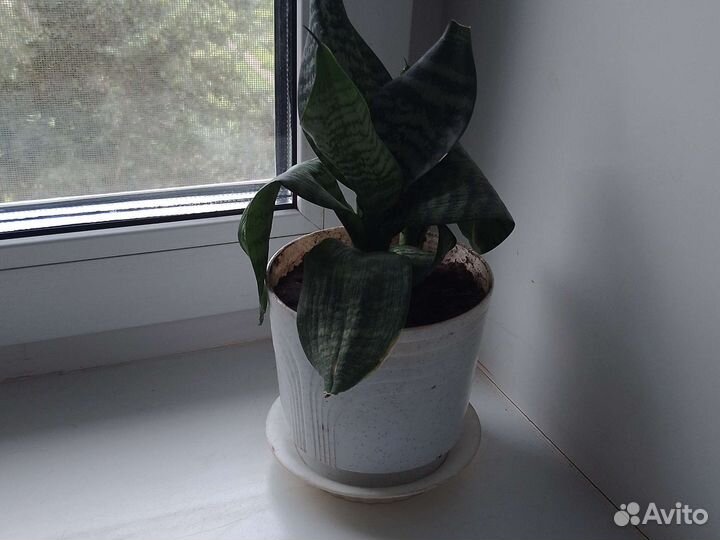 Сансевиерия