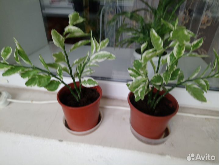 Педилантусы