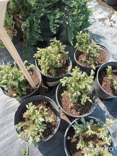 Кипарисовик