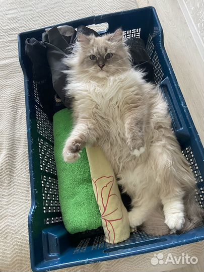 Невская маскарадная кошка