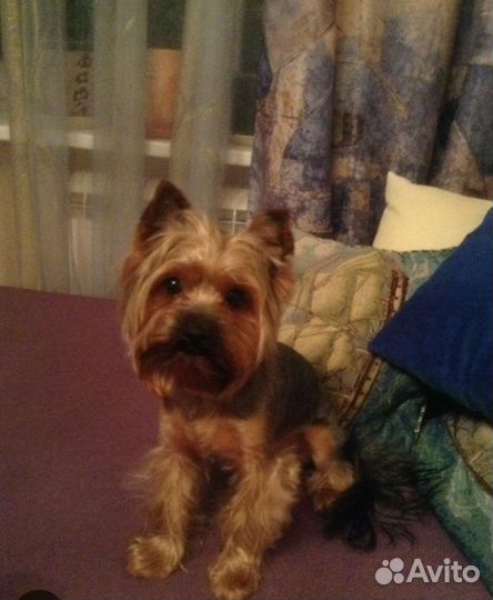 Передержка собак в домашних условиях