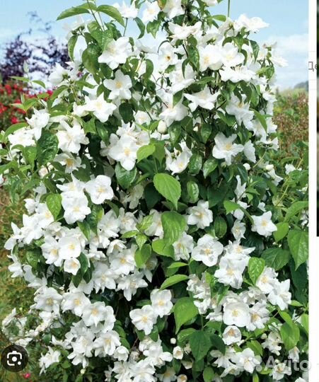 Жасмин саженцы зкс