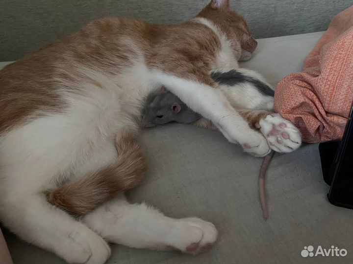 Котики в добрые ручки