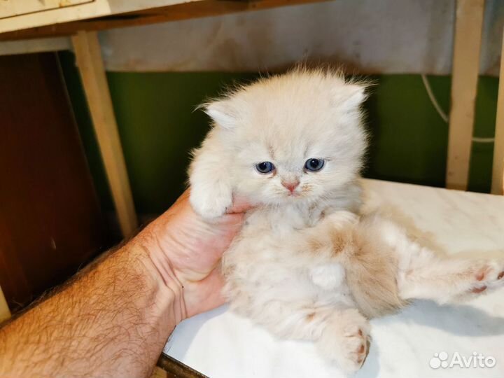 Британская