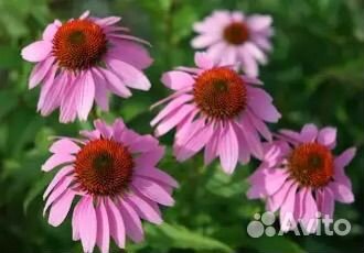 Саженцы эхинацеи