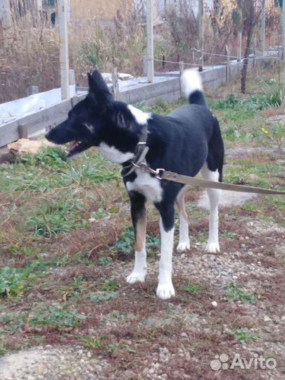 Собака Жужа