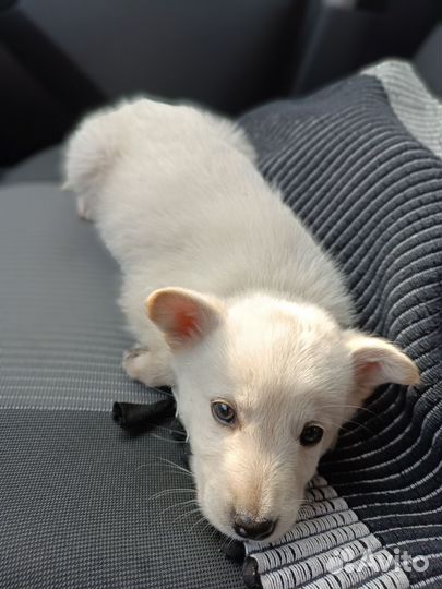 Милые щенята