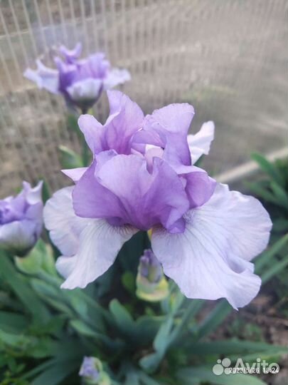 Ирисы сортовые