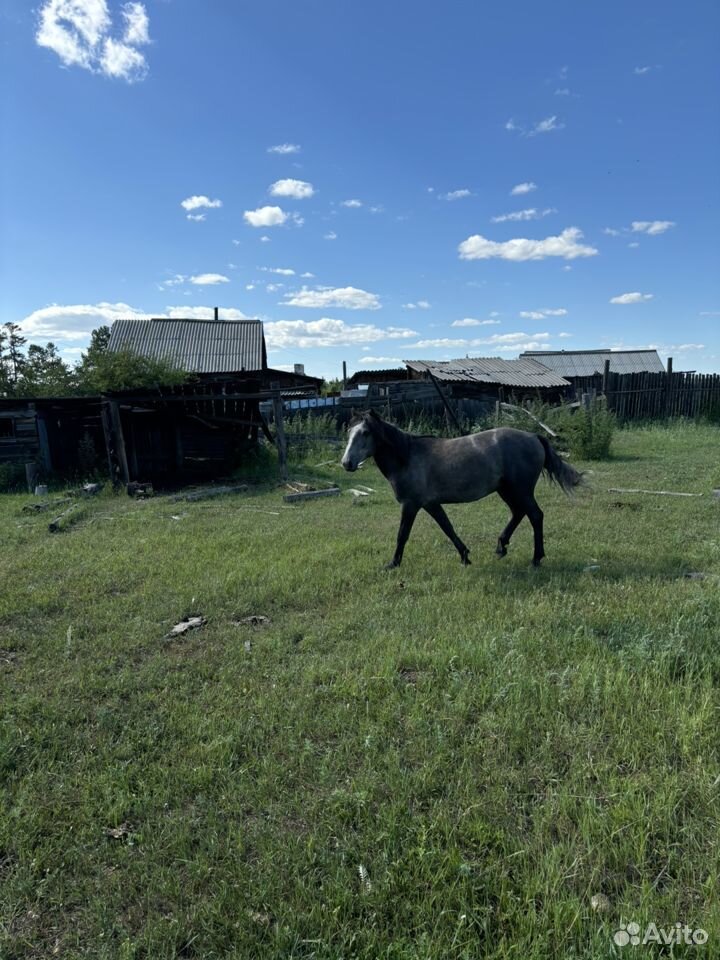 Продам жеребца