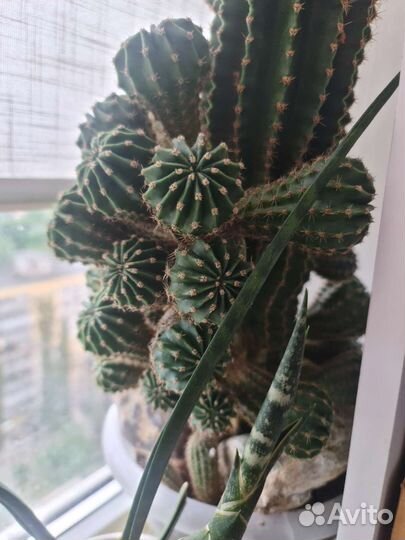 Суккуленты для начинающих