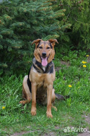 Собака в добрые руки