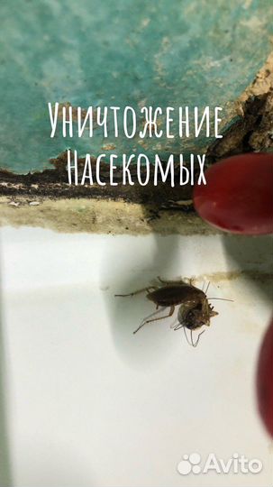 Уничтожение клопов и тараканов