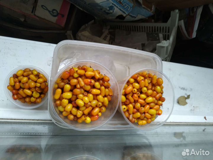 Саженцы облепихи