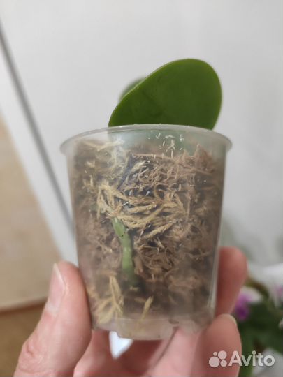 Орхидея фаленопсис детка